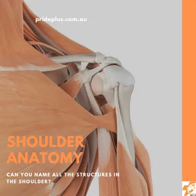 post shoulder surgery rehabilitation with a physiotherapist is needed here is the anatomy of the shoulder
