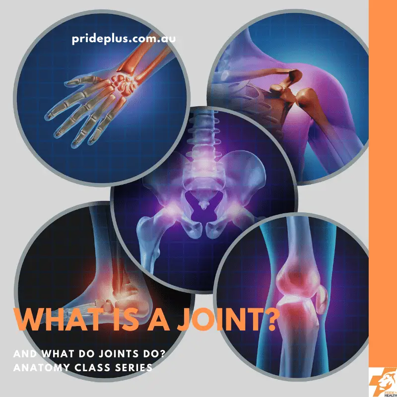what is a joint and what do joints do