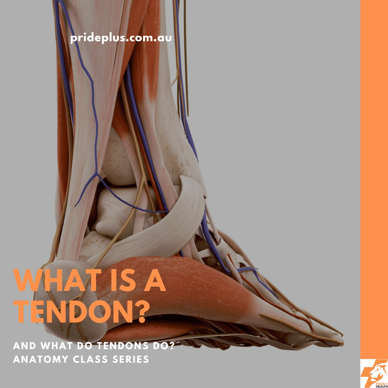 what is a tendon. what does a tendon do? we will teach you