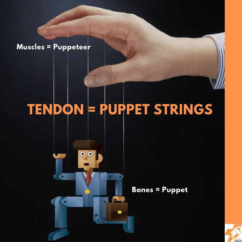 what is a tendon and what do tendons do? this image shows how they are like puppet strings