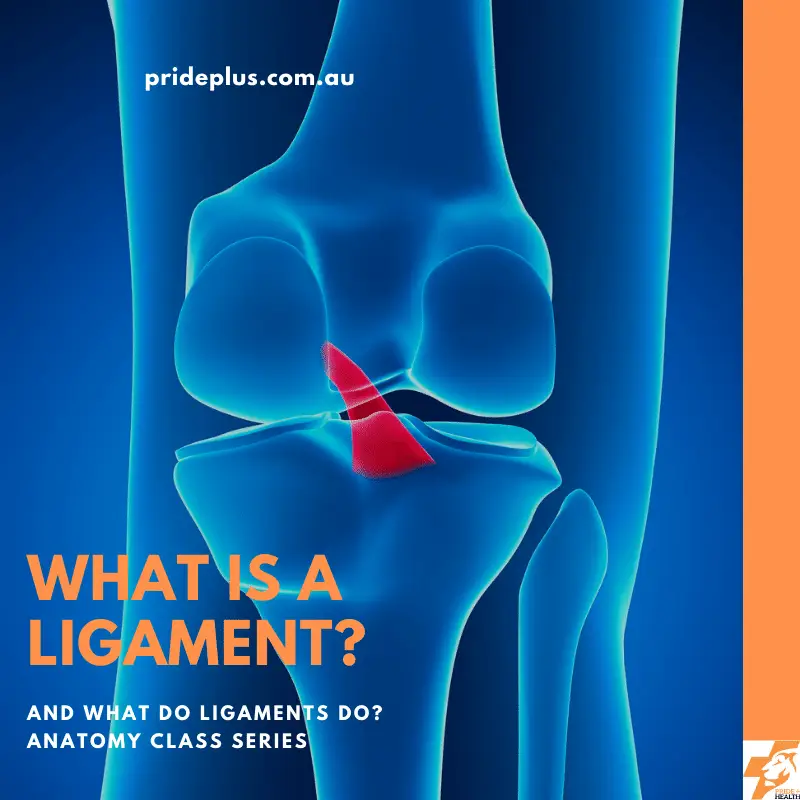 what is a ligament and what do ligaments do?