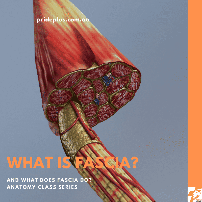what is fascia