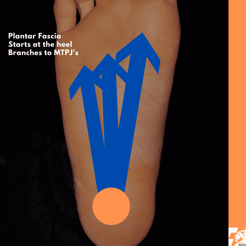 anatomy of the plantar fascia for plantar fasciitis treatment